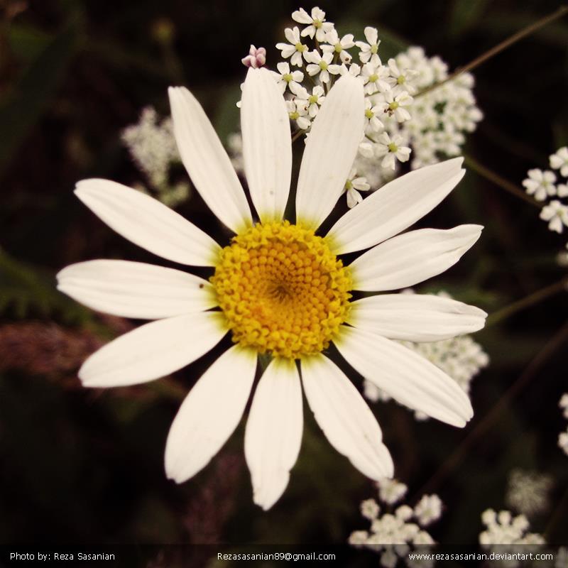 White daisies