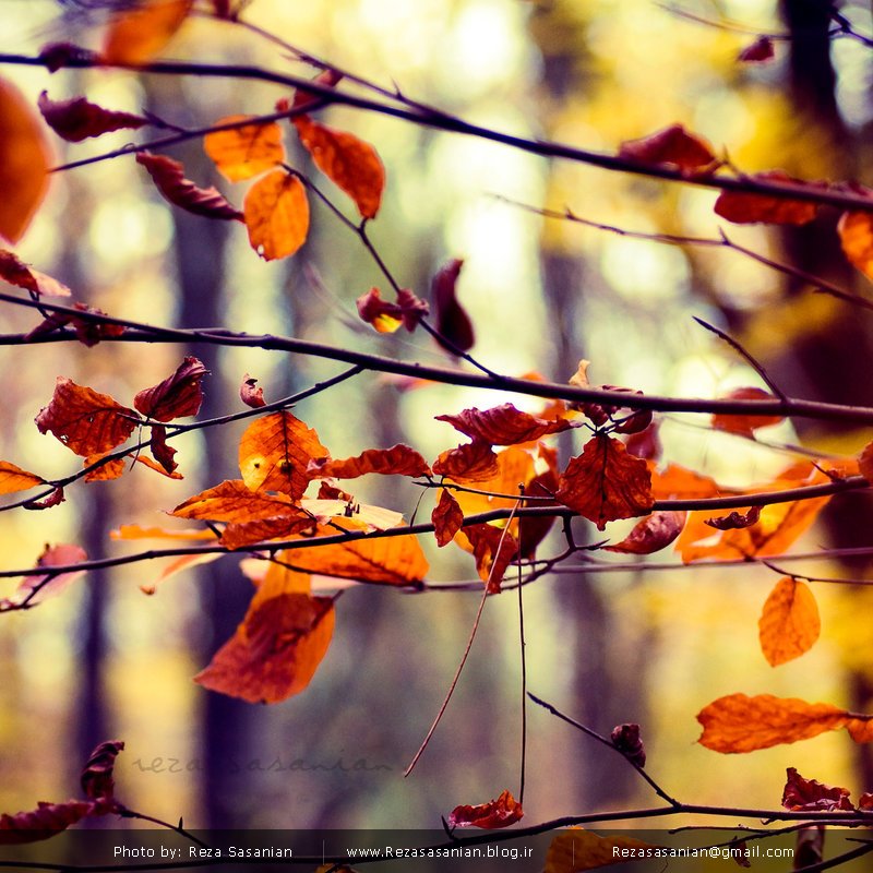 Orange leafs in the Fall