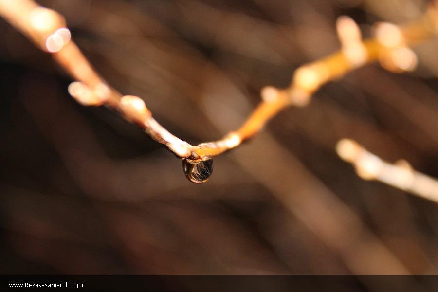 Morning dew on a branch