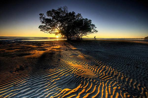 Sand. Tree. Sunrise.