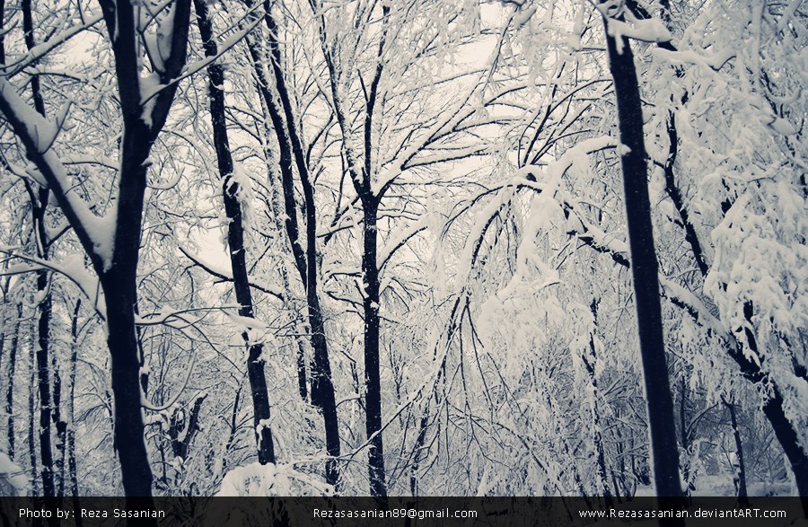 Snowy forest