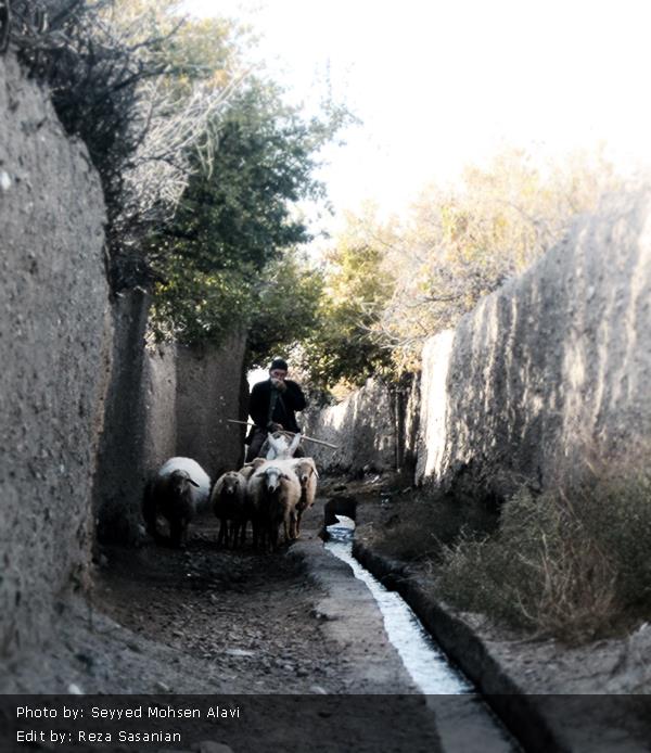 Iranian sheep herder