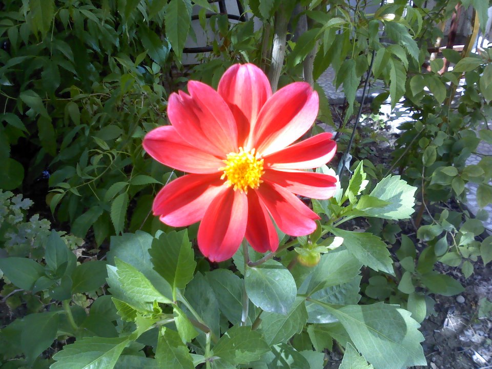 Pink flower and green leafs