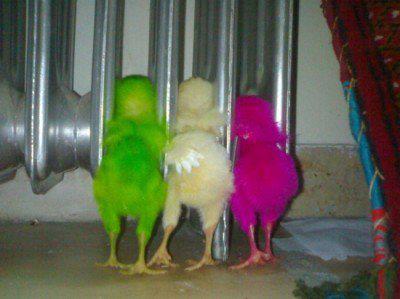 Colorful chicks