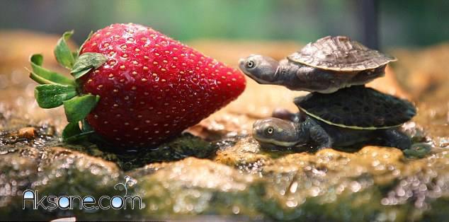 Strawberry and a tiny turtle