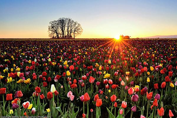 Sunrise over the tulip field