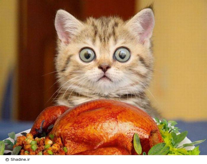 I am not a turkey dinner!