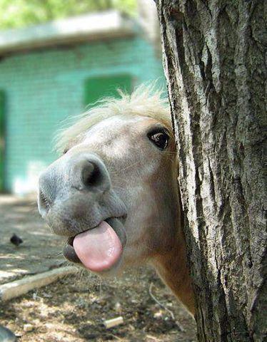 Horse with his tongue out