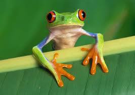 Green frog