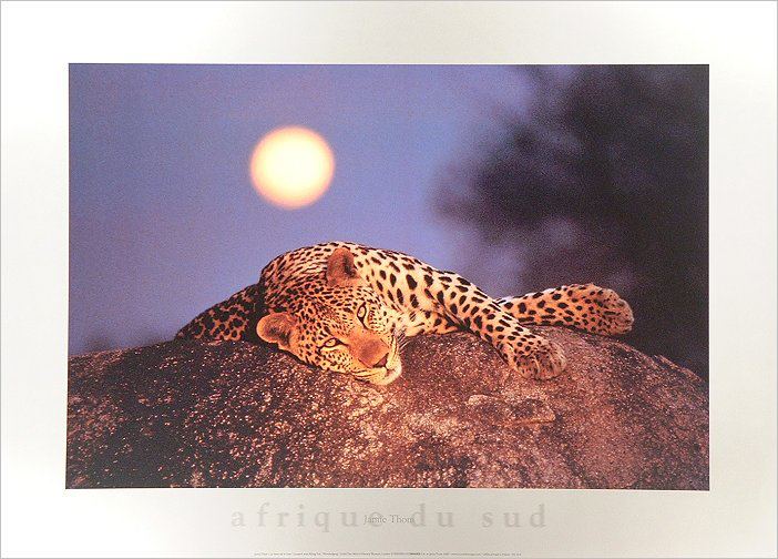 Leopard resting on a hill