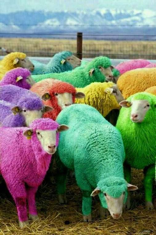 I thought sheep were white?