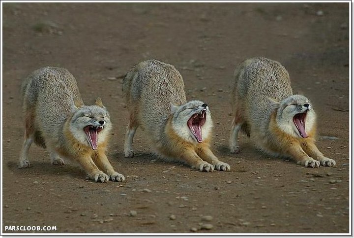 Yawning foxes