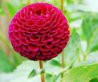 Beautiful red flower