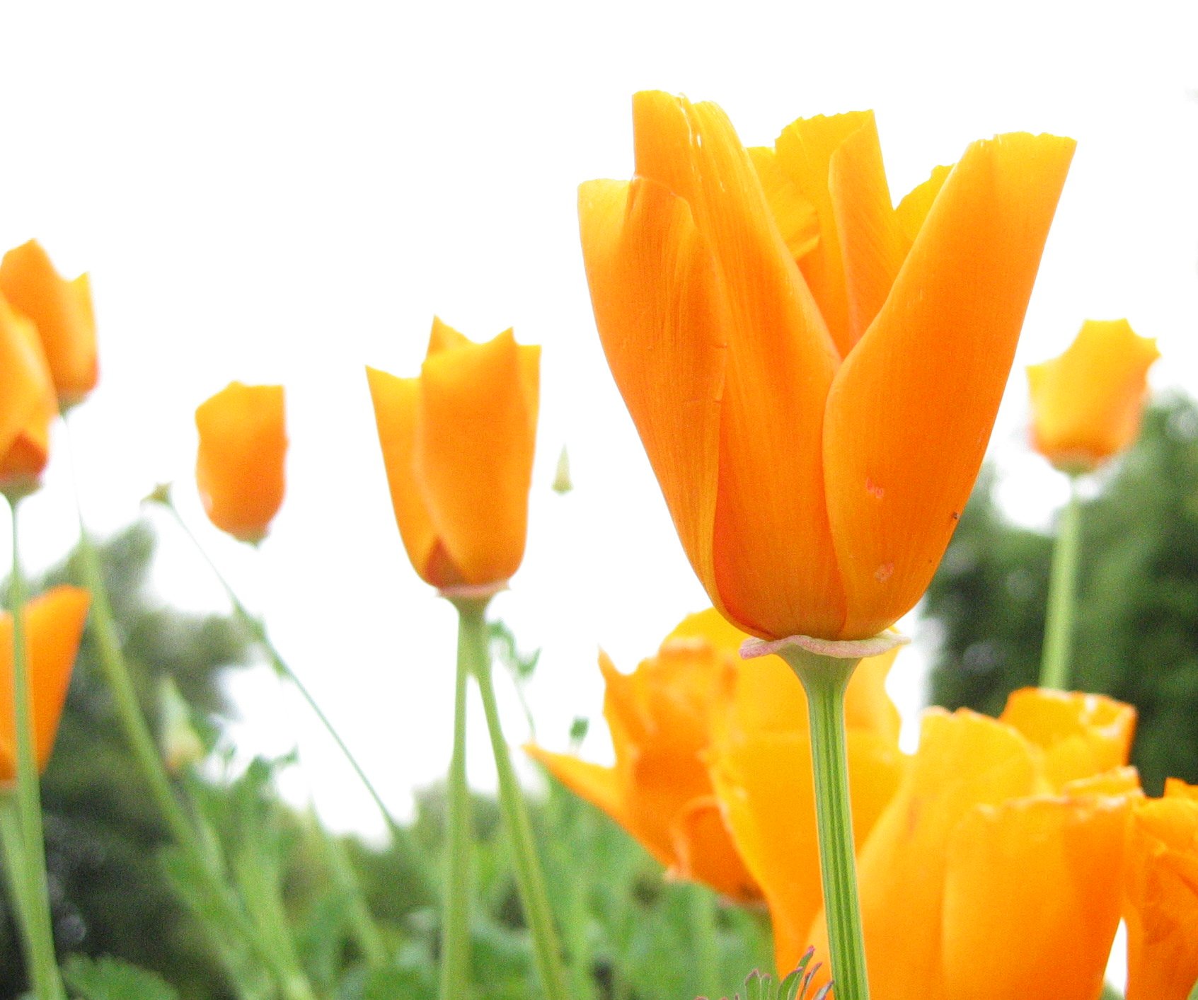 Yellow tulips