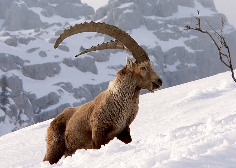 Persian ibex